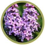 Syringa vulgaris 'Prairie Petite' French Lilac