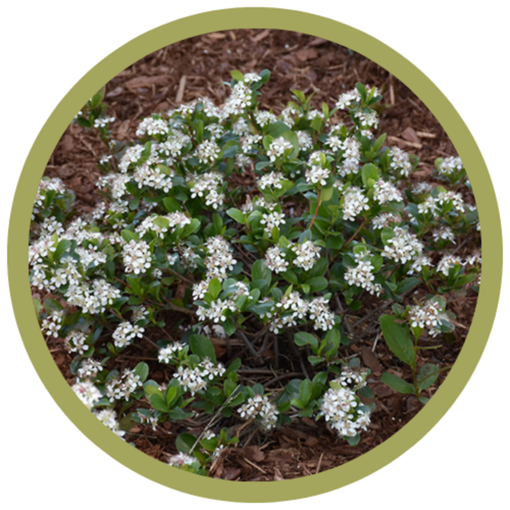 Aronia melanocarpa 'UCONNAM165' Low Scape Mound Chokeberry