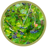 Aronia prunifolia 'Viking' Chokeberry