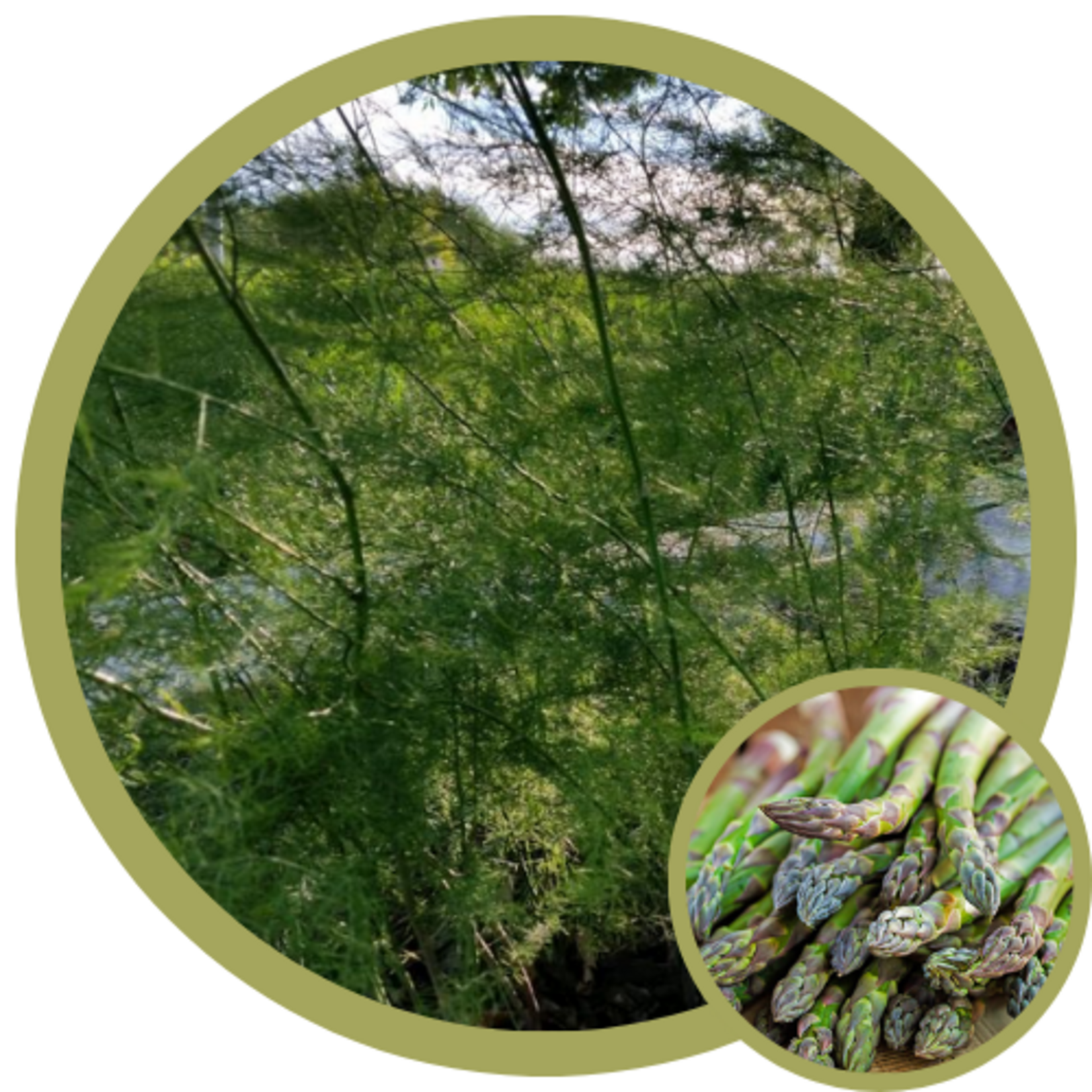 Asparagus officinalis 'Jersey Giant'