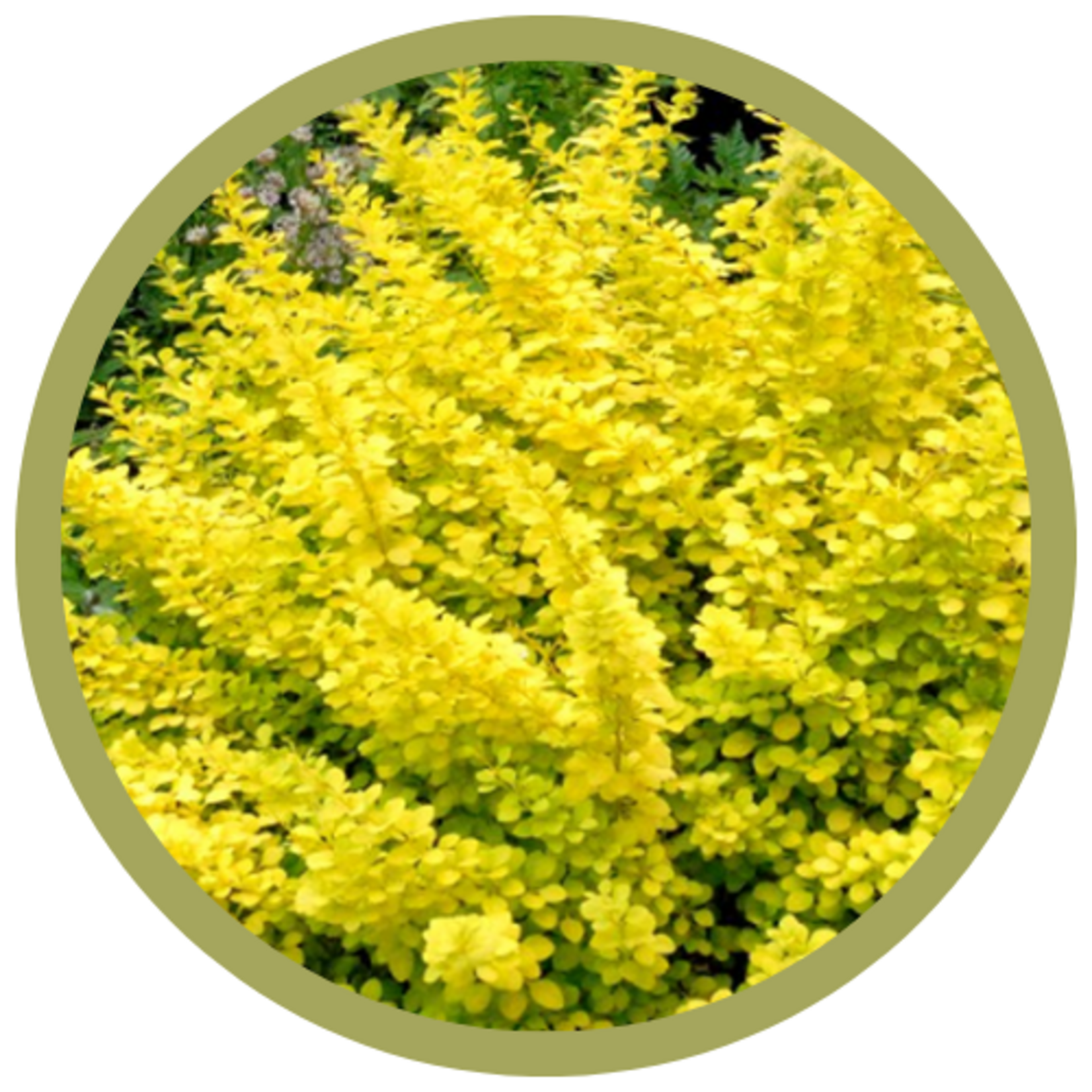 Berberis thunbergii 'Aurea Nana' Dwarf Gold Barberry