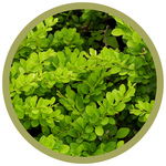 Berberis thunbergii 'Bailgreen' Jade Carousel Barberry