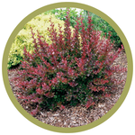 Berberis thunbergii 'Monomb' Cherry Bomb Barberry