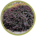 Berberis thunbergii 'Royal Burgundy' Barberry