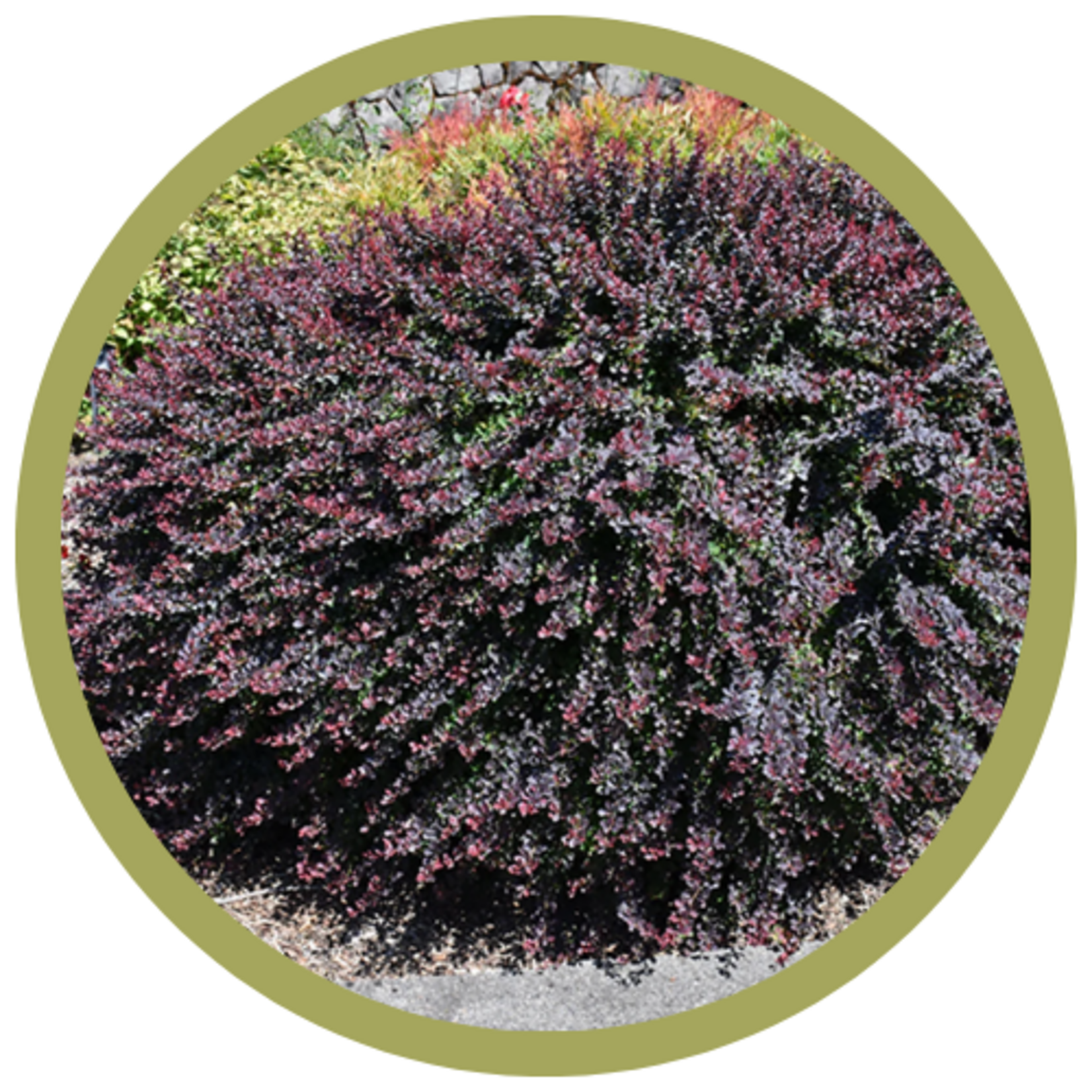 Berberis thunbergii 'Royal Burgundy' Barberry