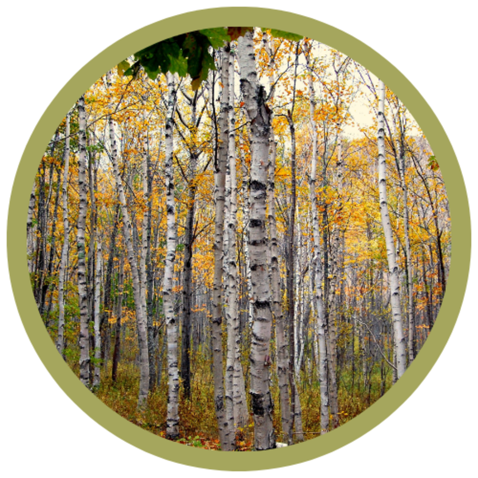 Betula papyrifera Paper Birch