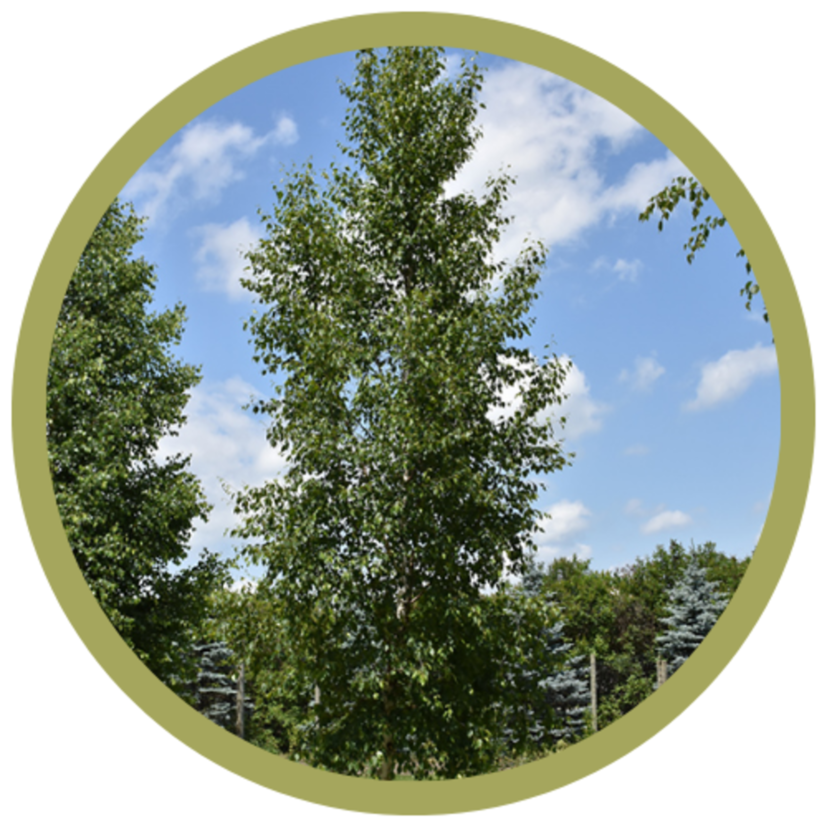Betula papyrifera 'Prairie Dream' Paper Birch