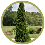 Thuja occidentalis 'North Pole' Arborvitae