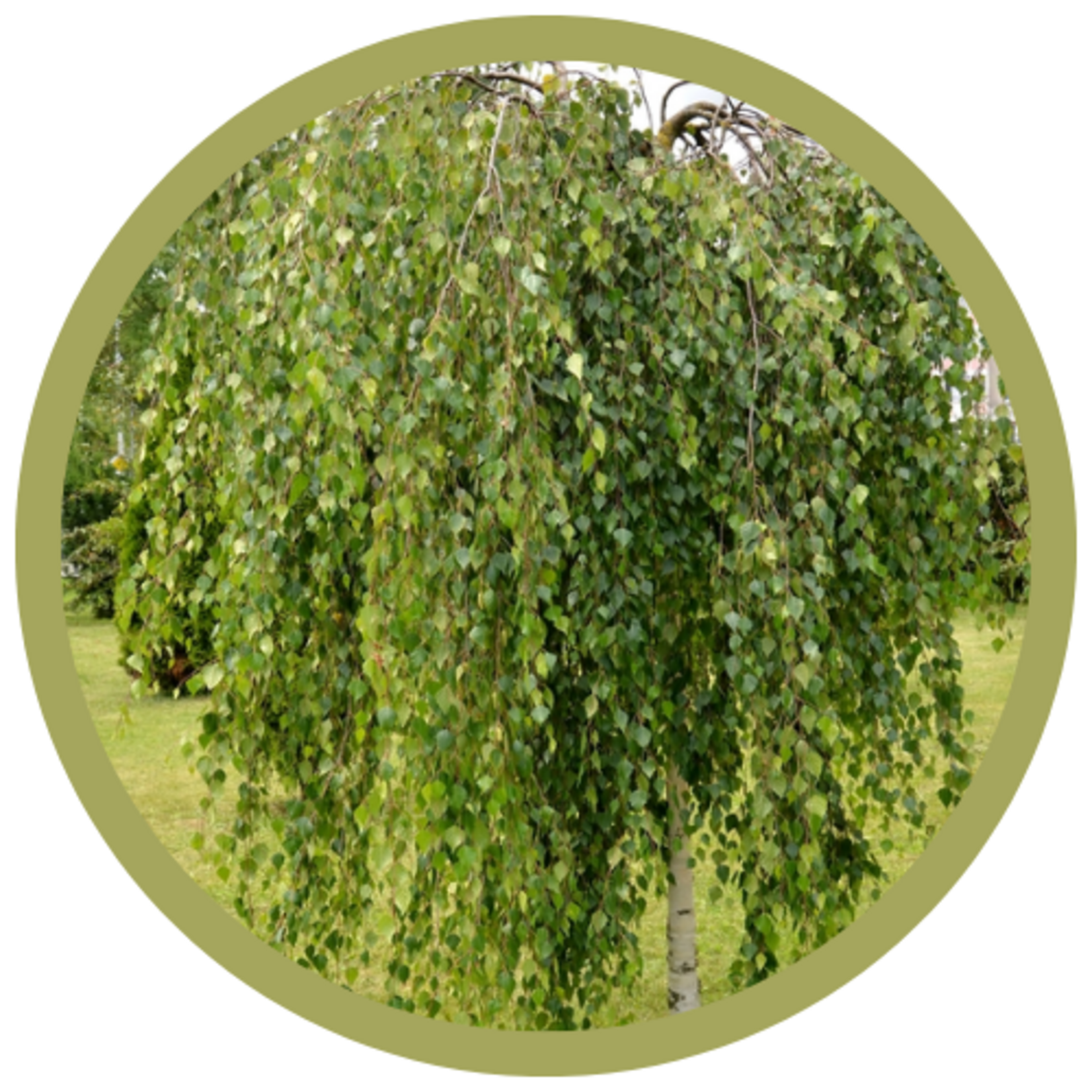Betula pendula 'Youngii'  Young's Weeping Birch