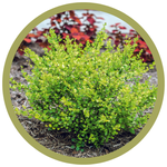 Betula x plettkei 'Cesky Gold' Dwarf Birch