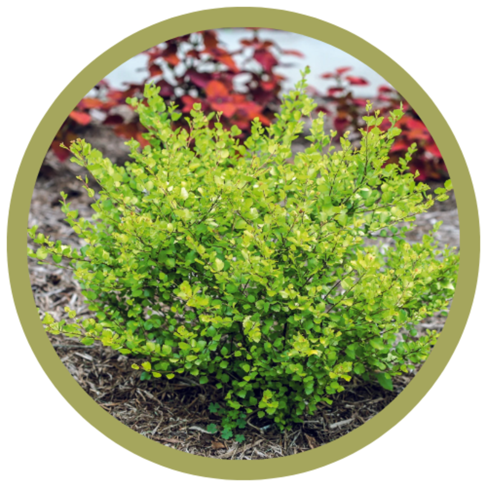 Betula x plettkei 'Cesky Gold' Dwarf Birch