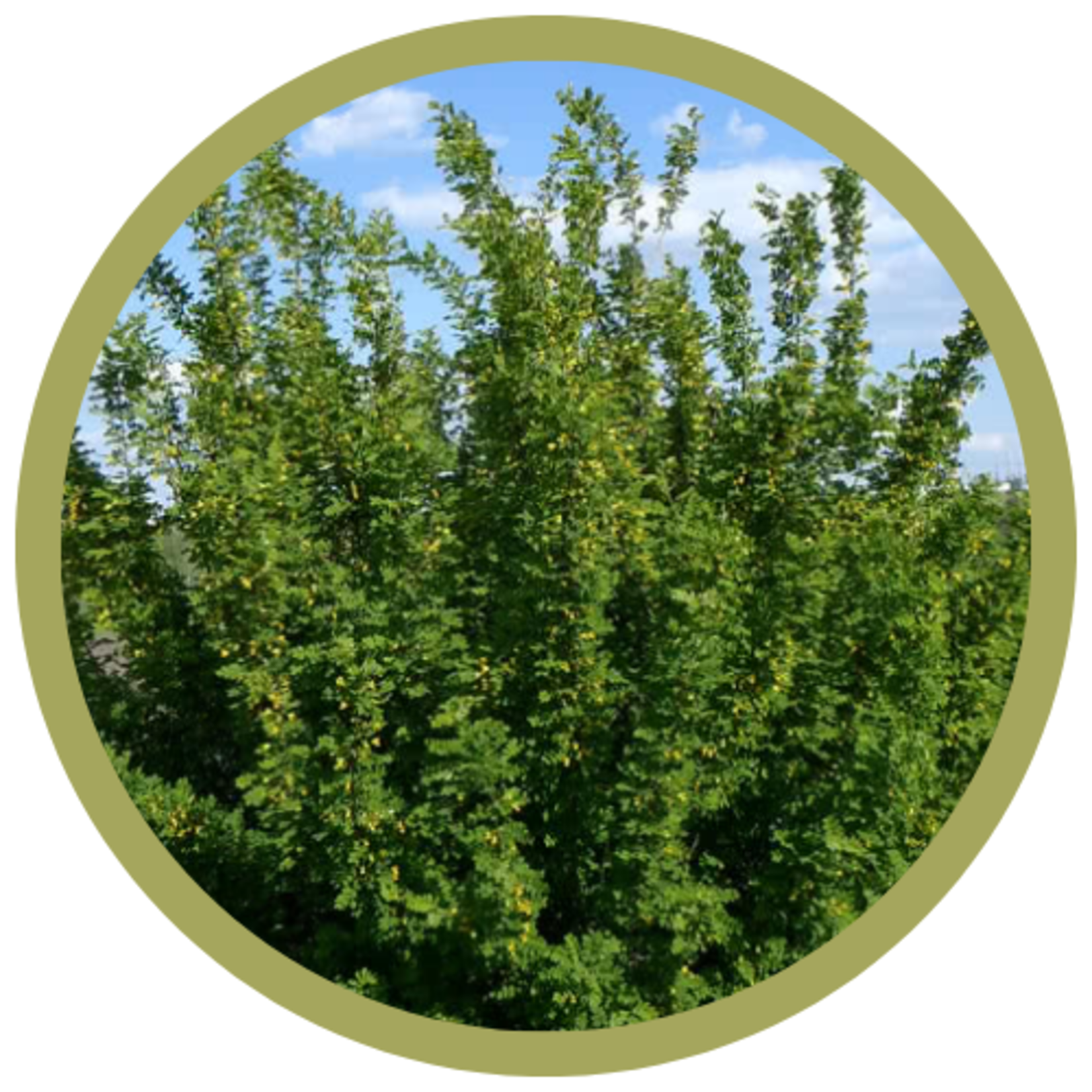 Caragana arborescens Common Caragana (Siberian Peashrub)