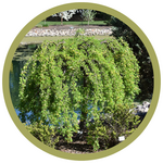 Caragana arborescens 'Pendula' Weeping Caragana