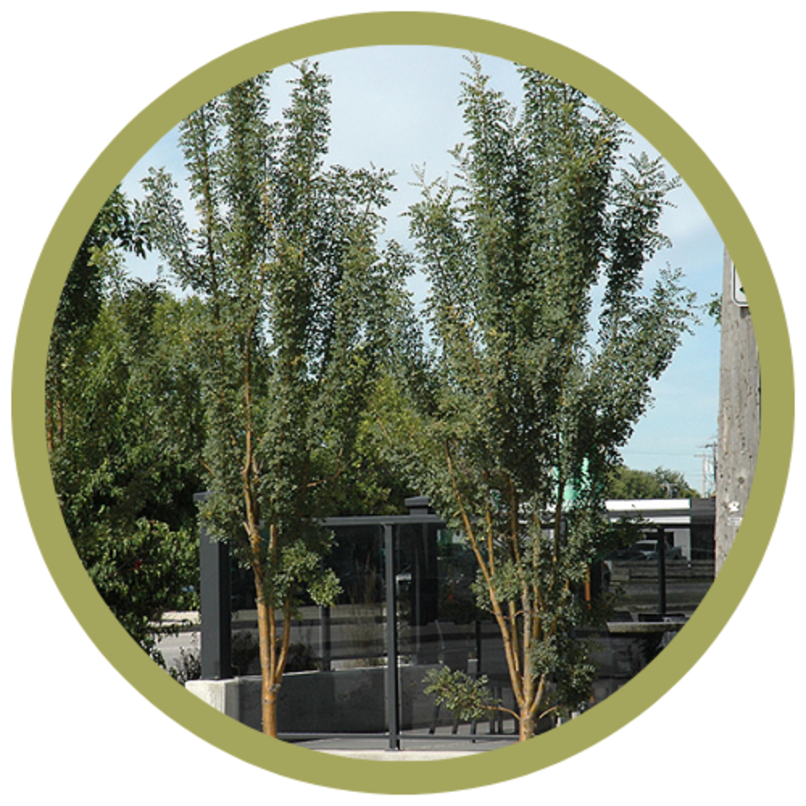 Caragana arborescens 'Sutherland' Caragana