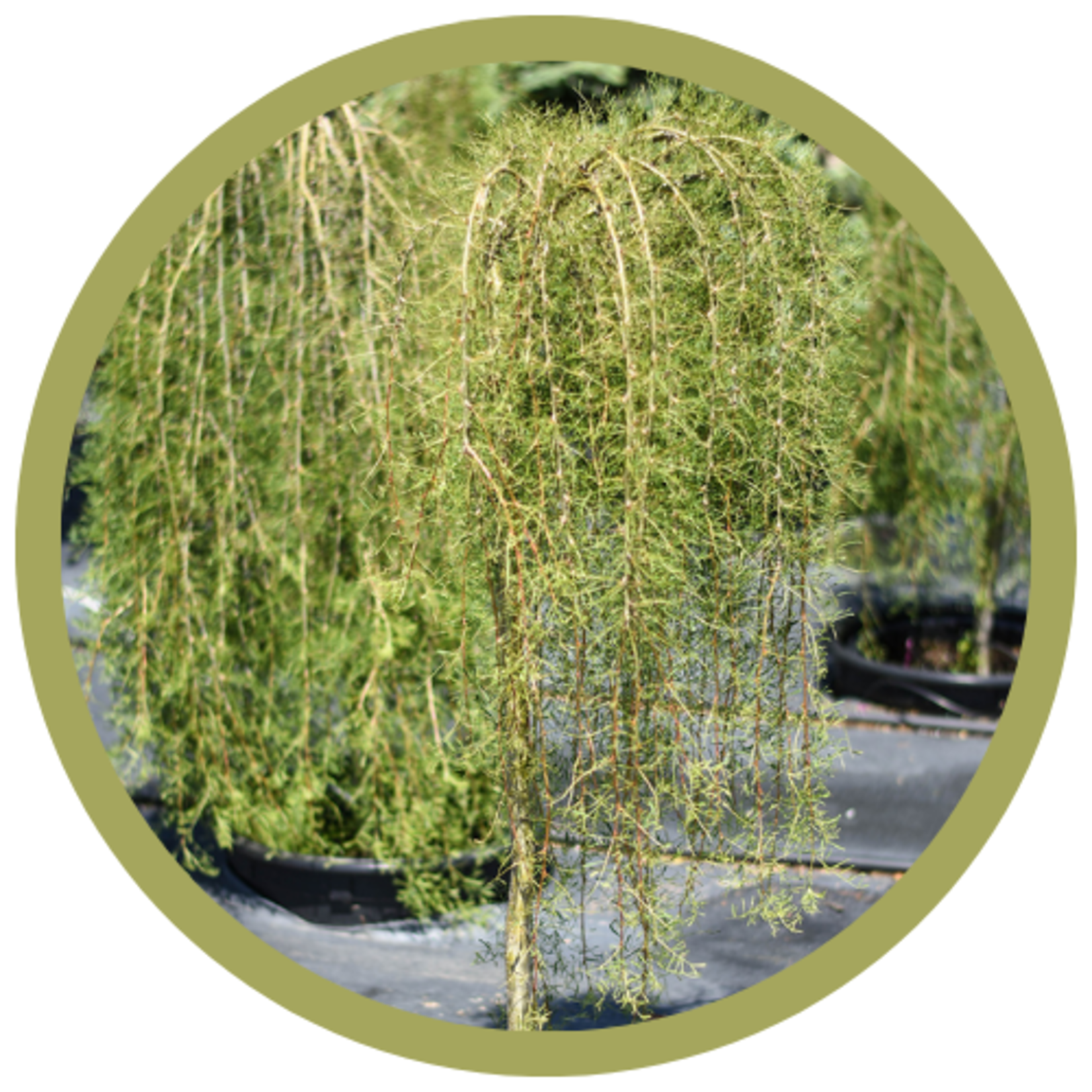 Caragana arborescens 'Walker Weeping' Caragana