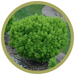 Caragana frutex 'Globosa' Globe Caragana