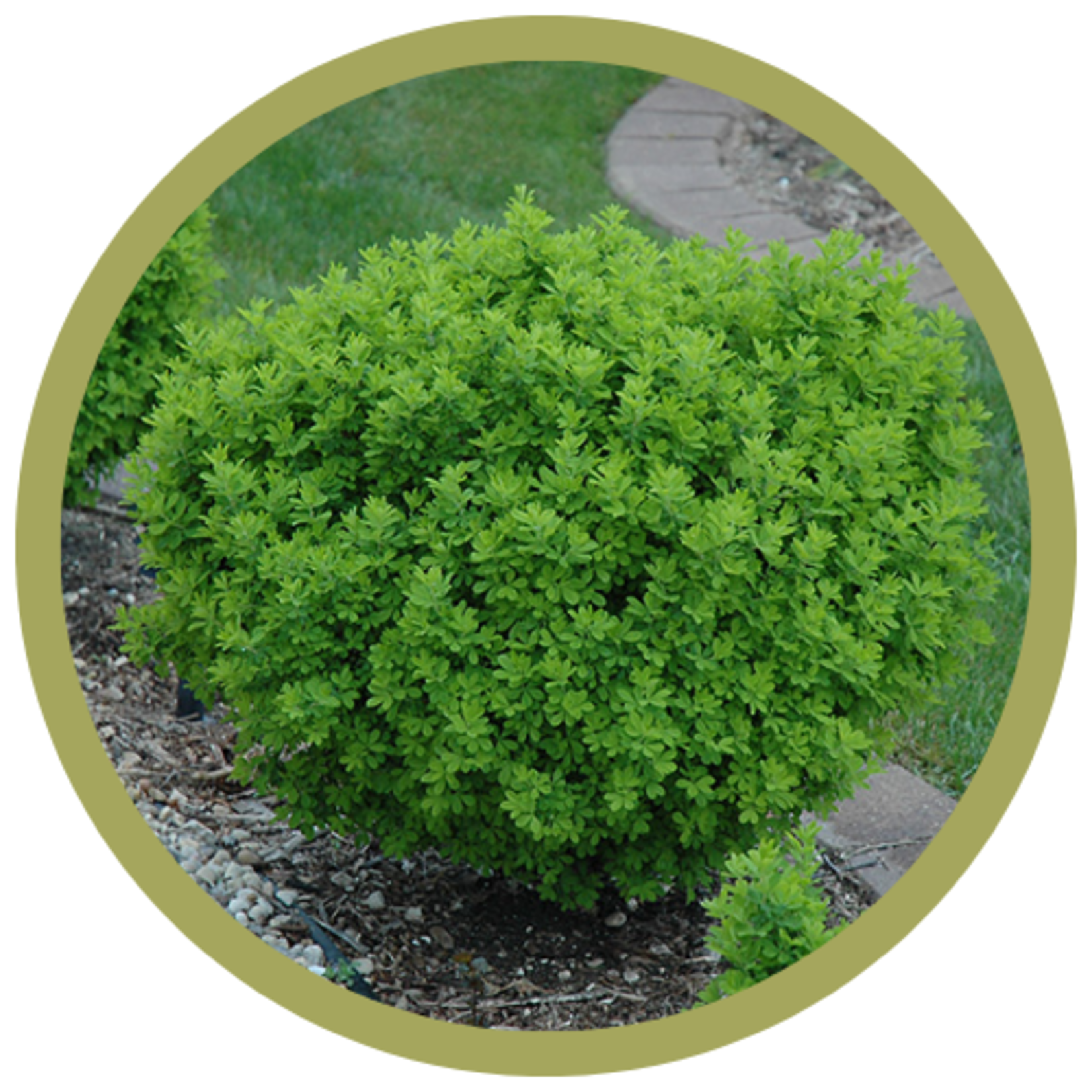 Caragana frutex 'Globosa' Globe Caragana