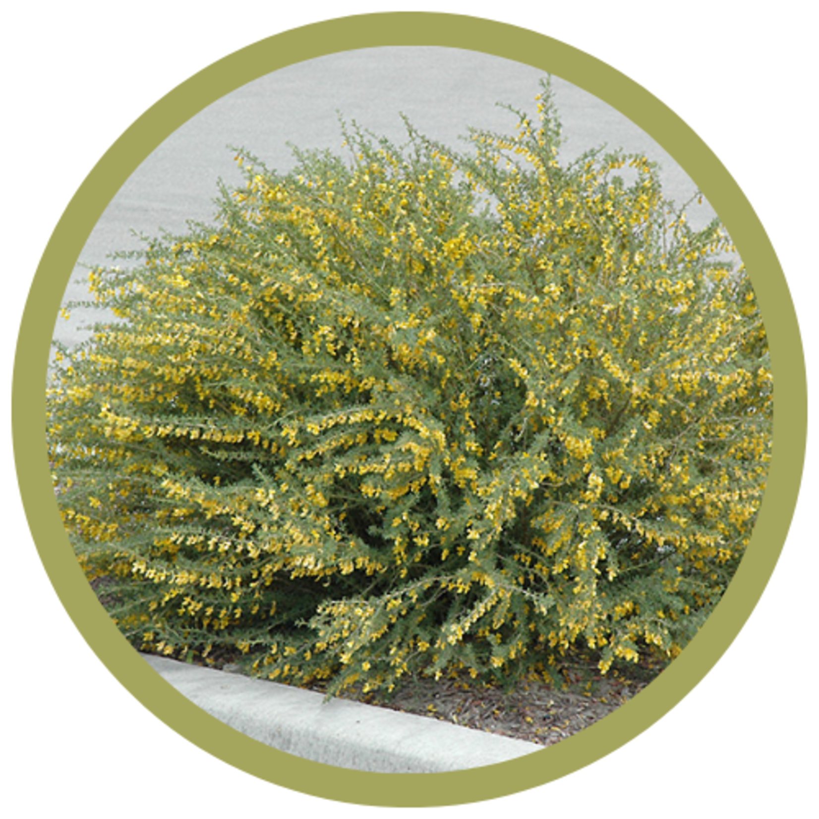 Caragana pygmaea 'Pygmy' Caragana