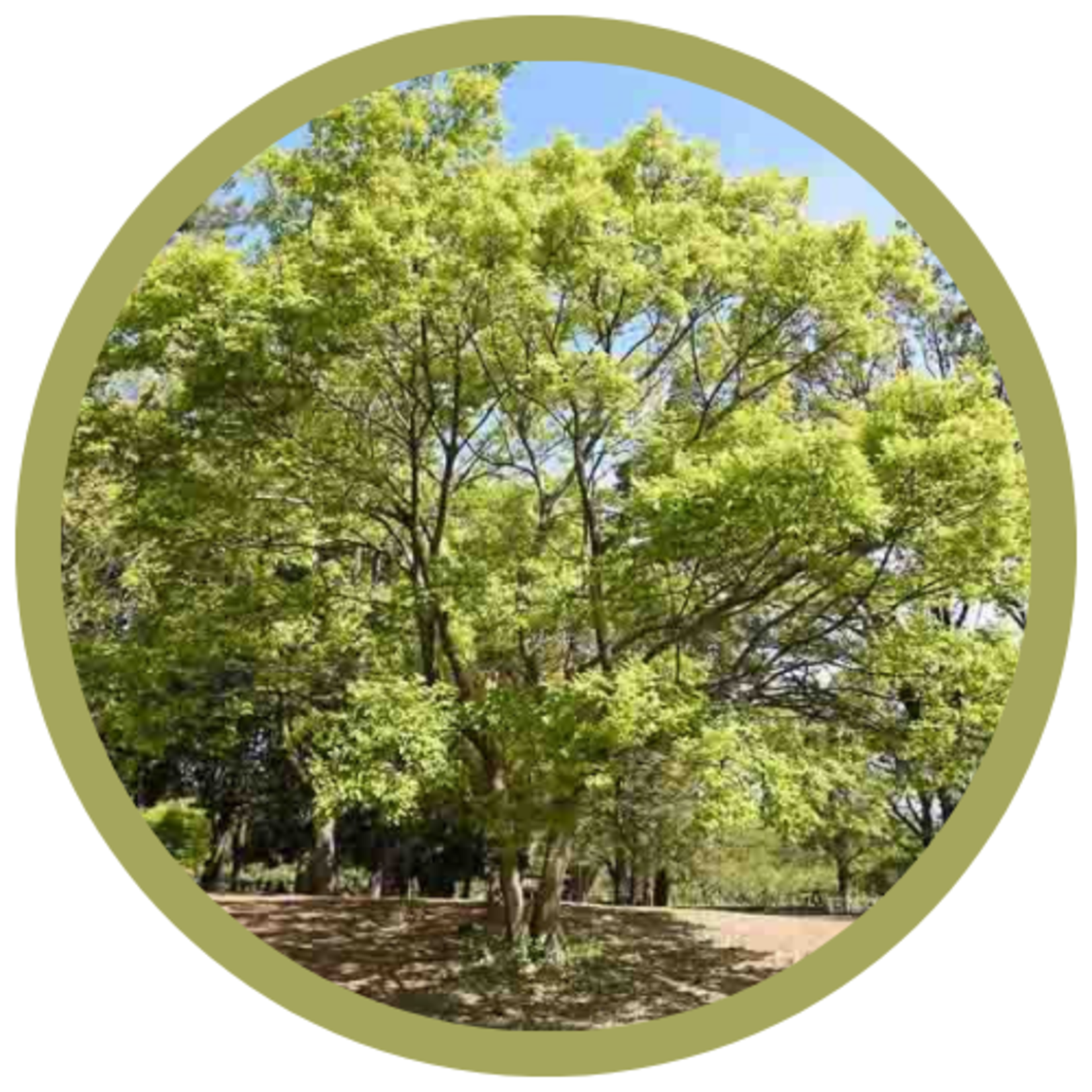 Celtis occidentalis Common Hackberry