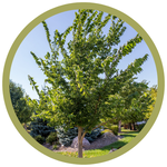 Celtis occidentalis 'Delta' Hackberry