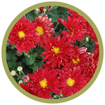 Chrysanthemum x morifolium 'Jefstorm' Firestorm Mum
