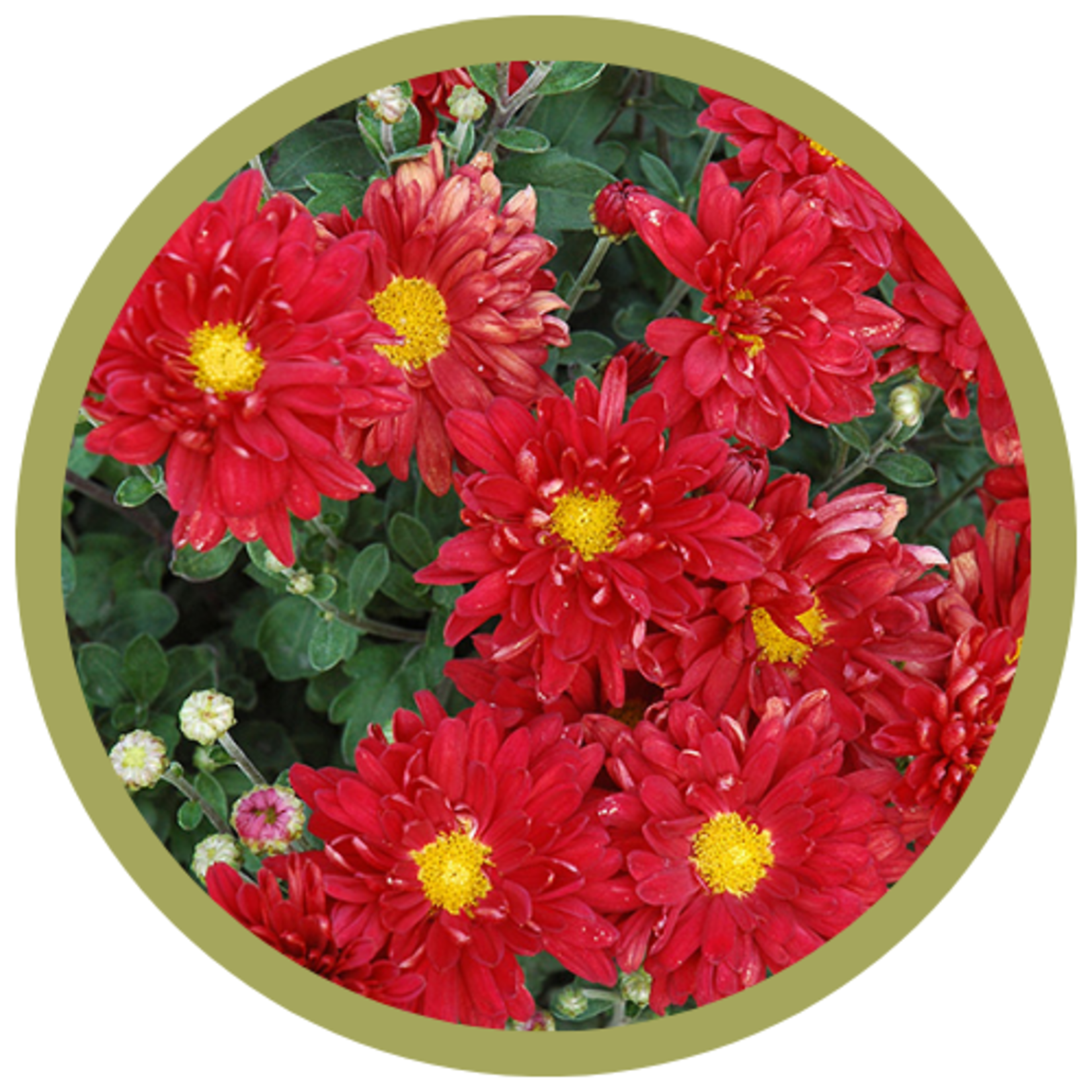 Chrysanthemum x morifolium 'Jefstorm' Firestorm Mum