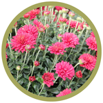 Chrysanthemum x morifolium 'Jefsurge' Power Surge Mum