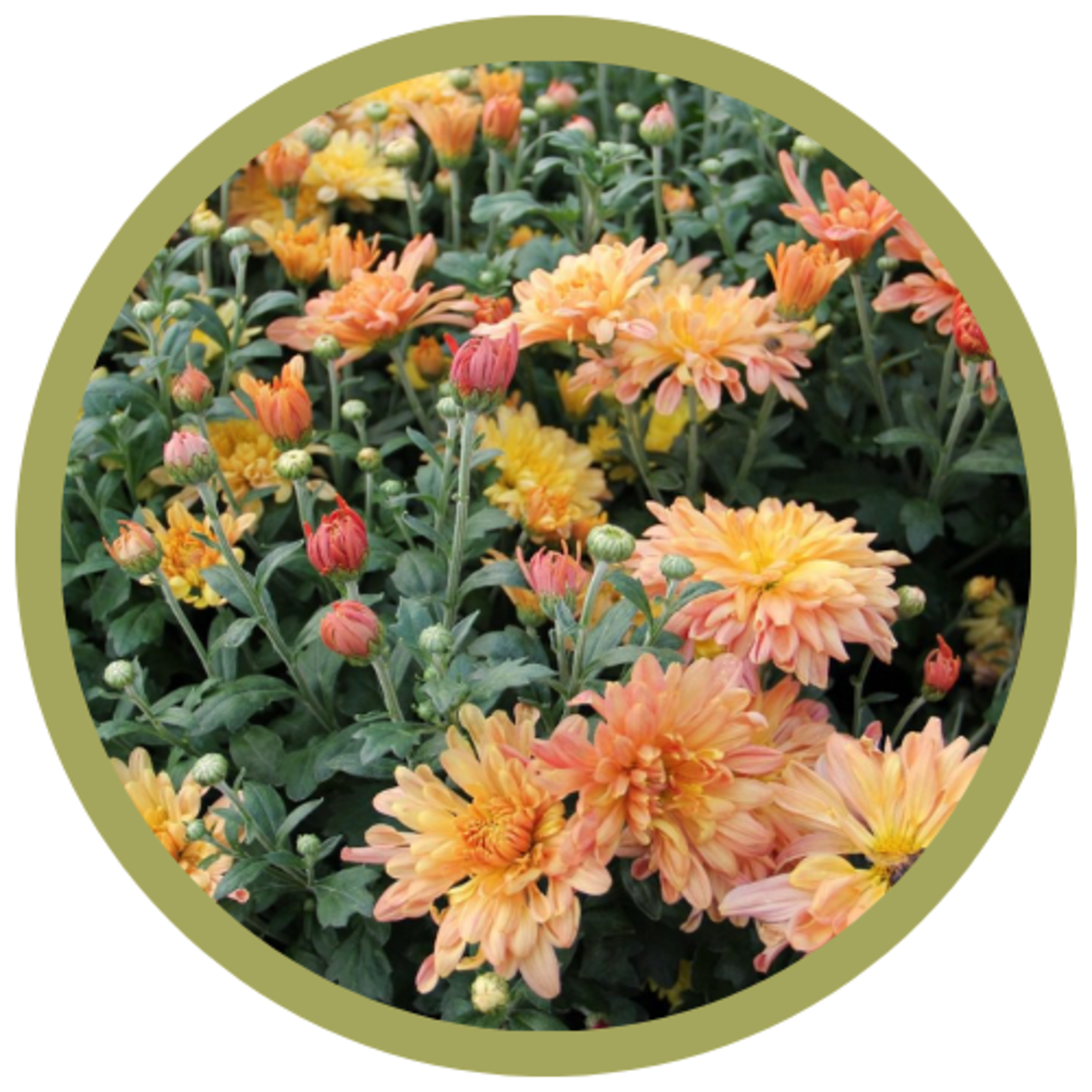Chrysanthemum x morifolium 'Jeftail' Tiger Tail Mum