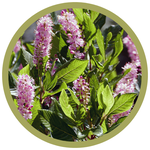 Clethra alnifolia 'Ruby Spice' Summersweet