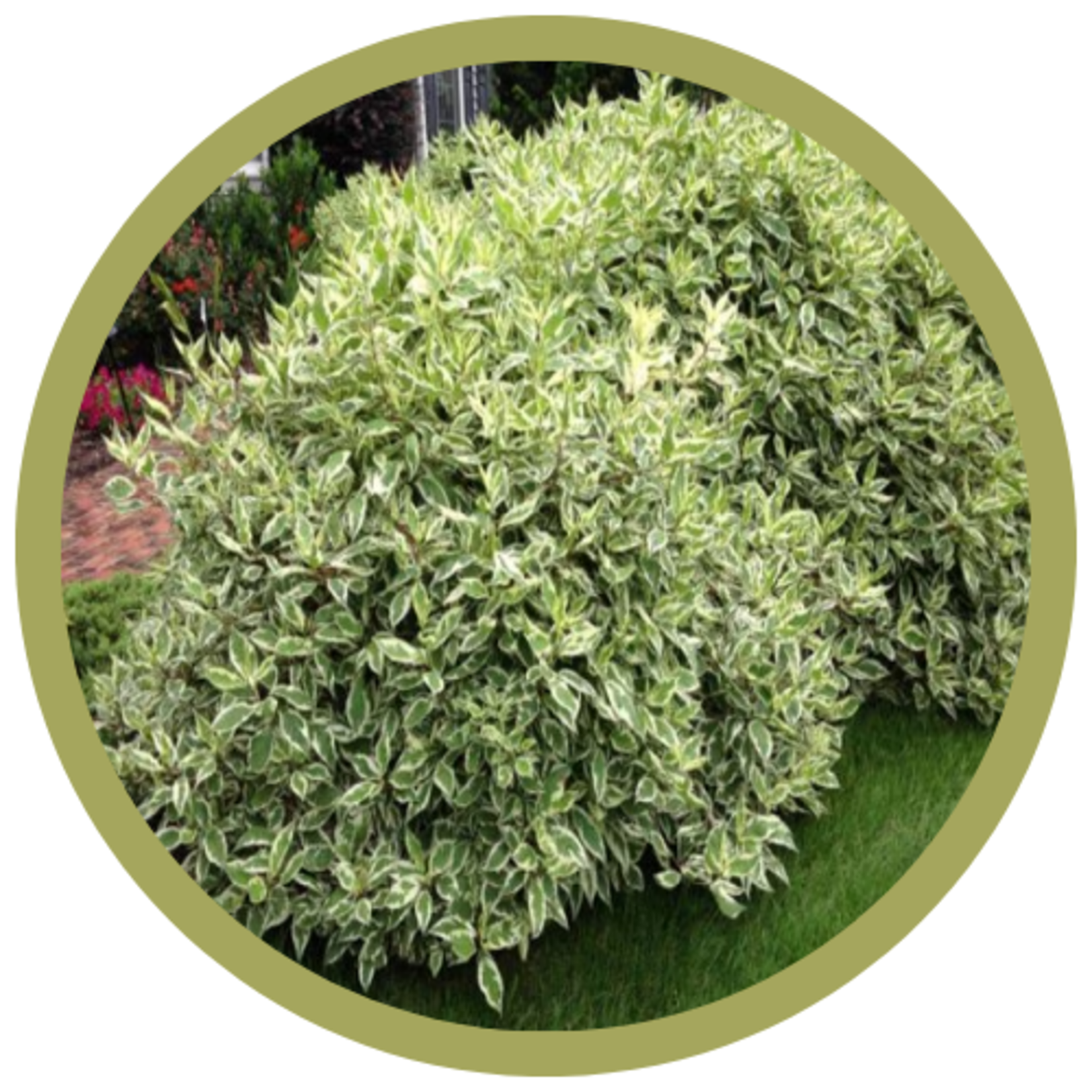 Cornus alba 'Bailhalo' Ivory Halo (Tatarian Dogwood)