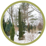 Thuja occidentalis 'Sting' Cedar