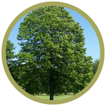 Tilia americana American Linden