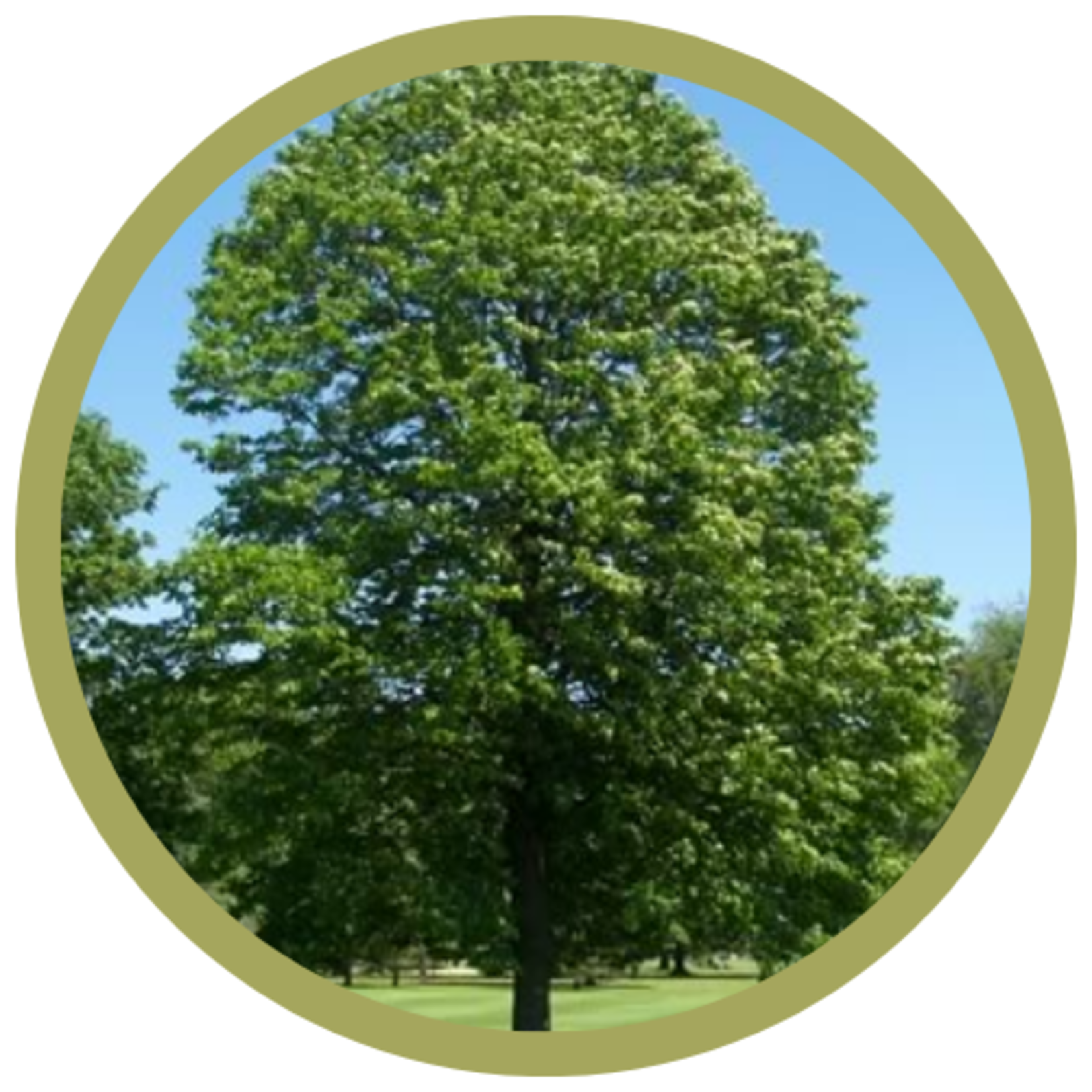 Tilia americana American Linden