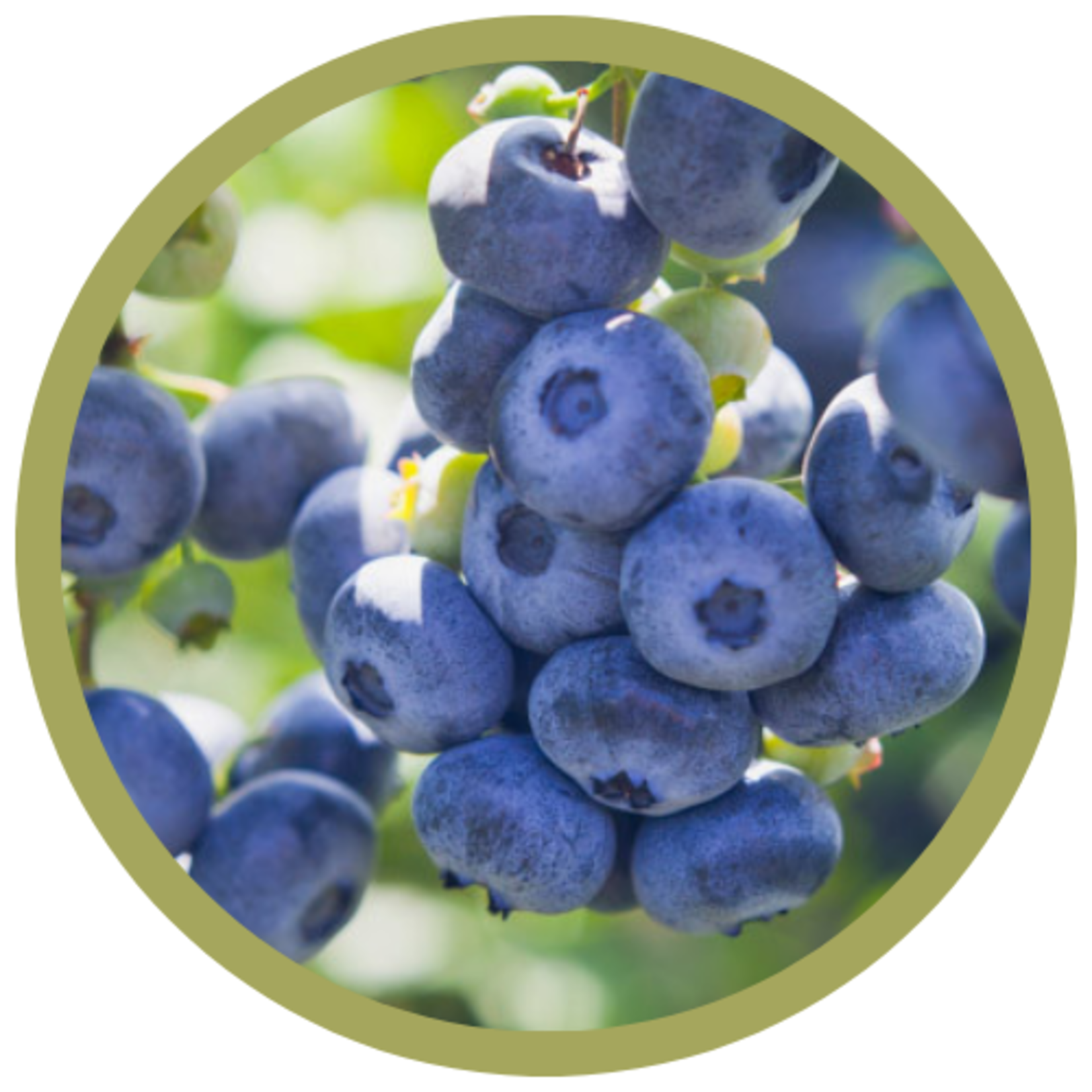 Vaccinium x 'Chippewa' Blueberry