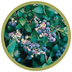 Vaccinium x 'Northblue' Blueberry
