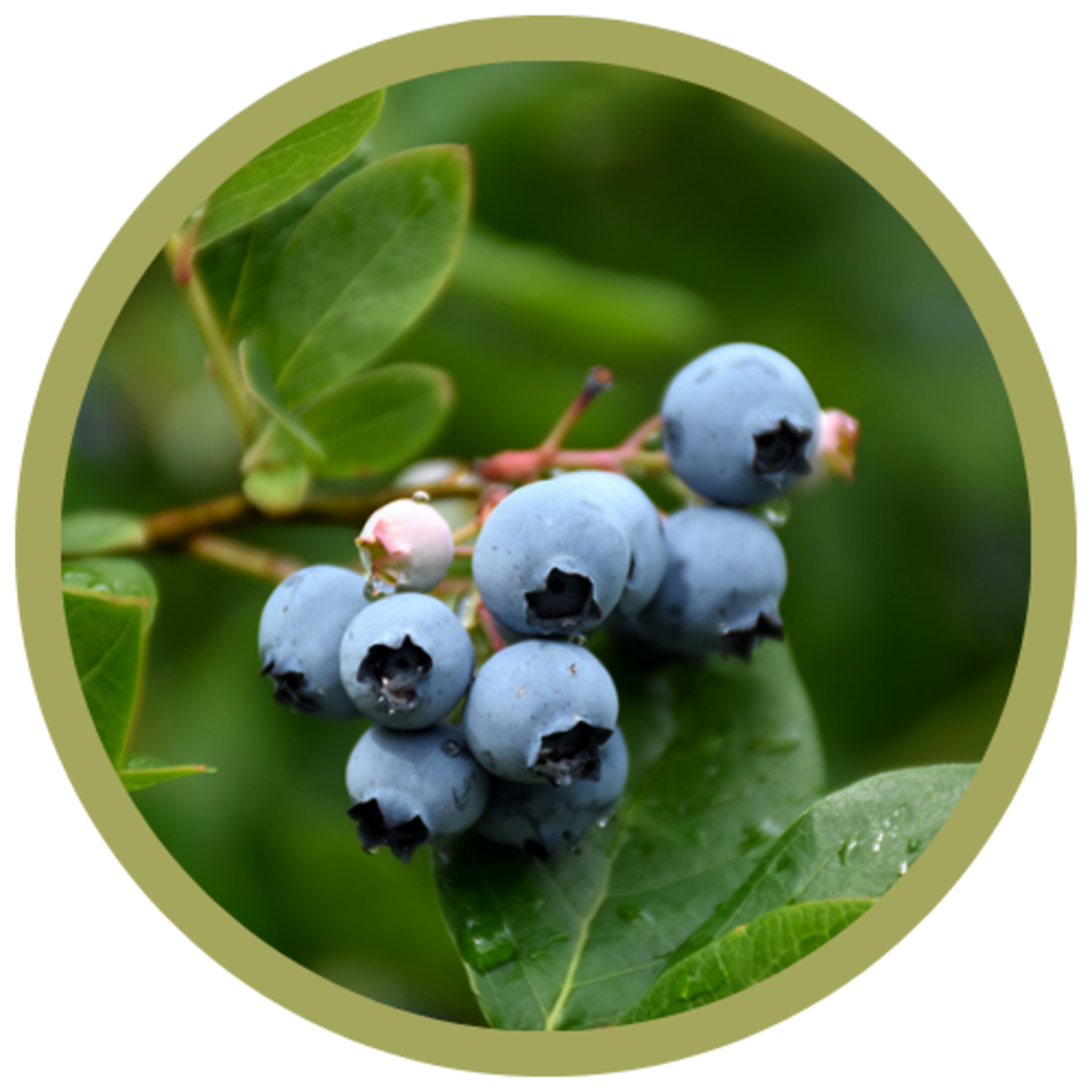 Vaccinium x 'Northcountry' Blueberry