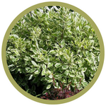 Cornus alba 'Silver Charm' Dogwood