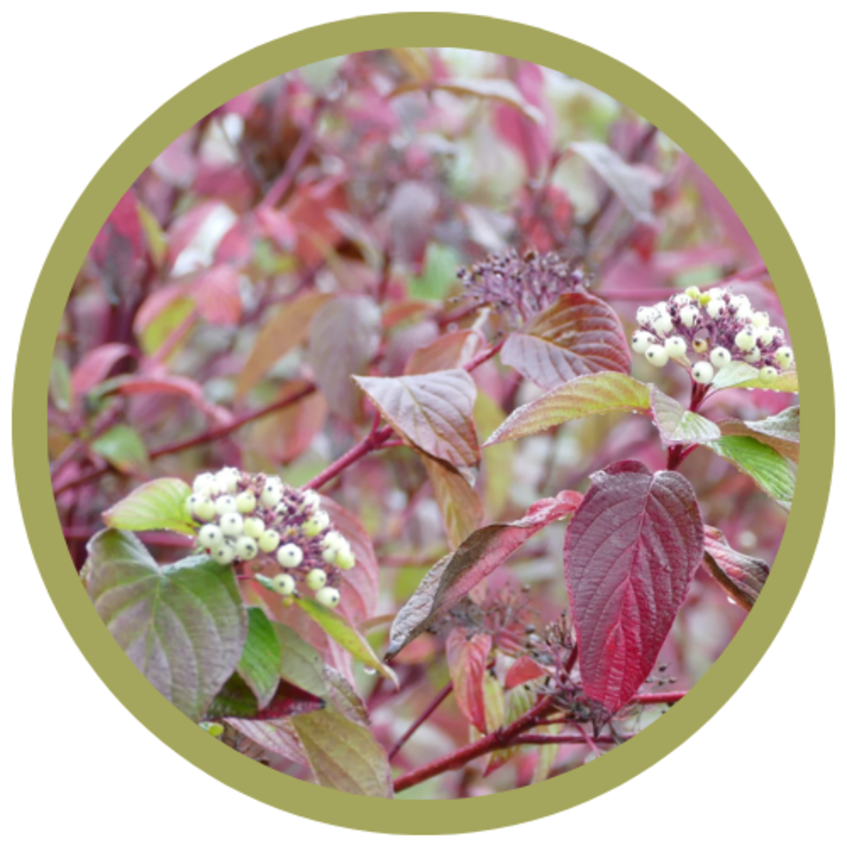Cornus sericea Red Osier Dogwood