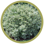 Cornus sericea 'Silver and Gold' Dogwood