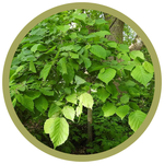 Corylus americana American Hazelnut