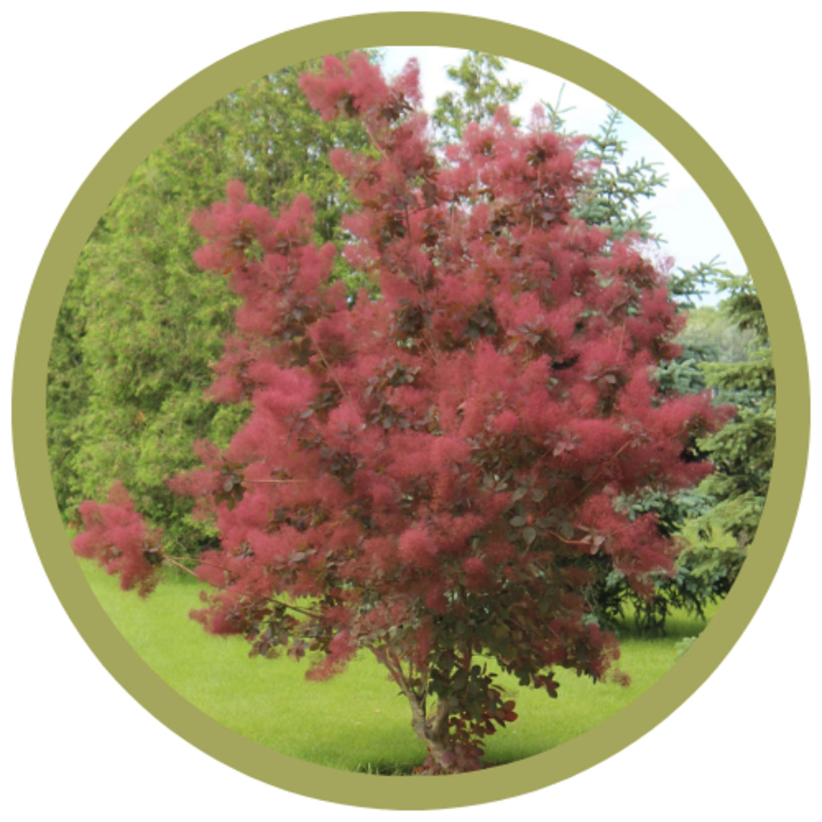 Cotinus coggygria 'Royal Purple' Smokebush