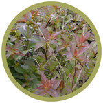 Diervilla lonicera 'Copper' Dwarf Bush Honeysuckle