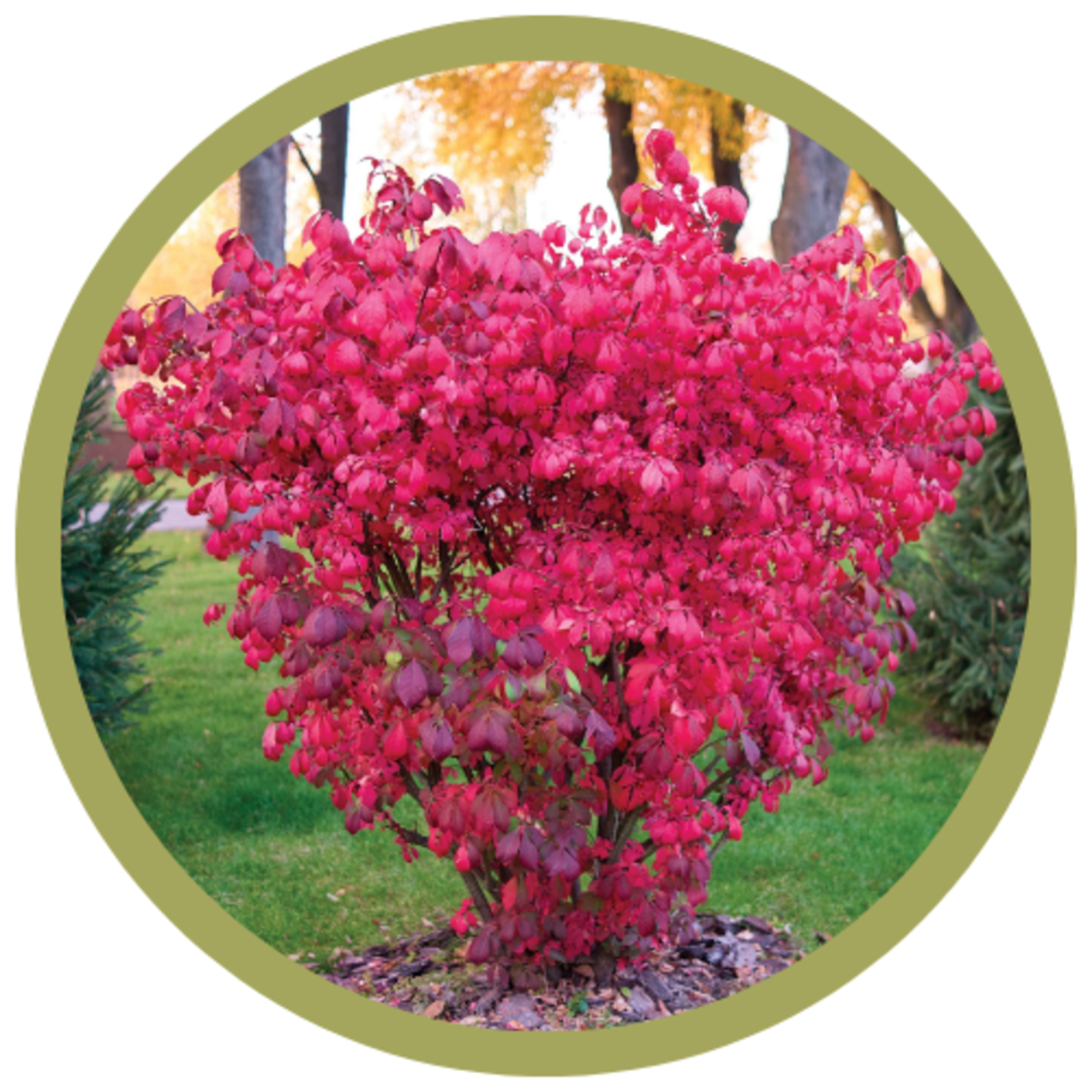 Euonymus alatus 'Compactus' Dwarf Wing Burning Bush