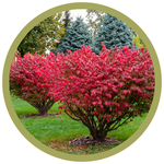 Euonymus alatus Timber Creek Chicago Fire Burning Bush