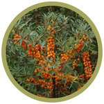 Hippophae rhamnoides 'Leikora' Seaberry