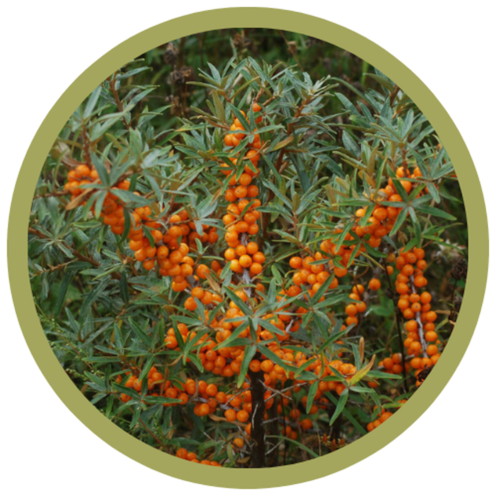 Hippophae rhamnoides 'Leikora' Seaberry