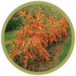 Hippophae rhamnoides 'Orange Energy' Seaberry