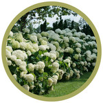Hydrangea arborescens 'Abetwo' IncrediballÂ® Smooth Hydrangea