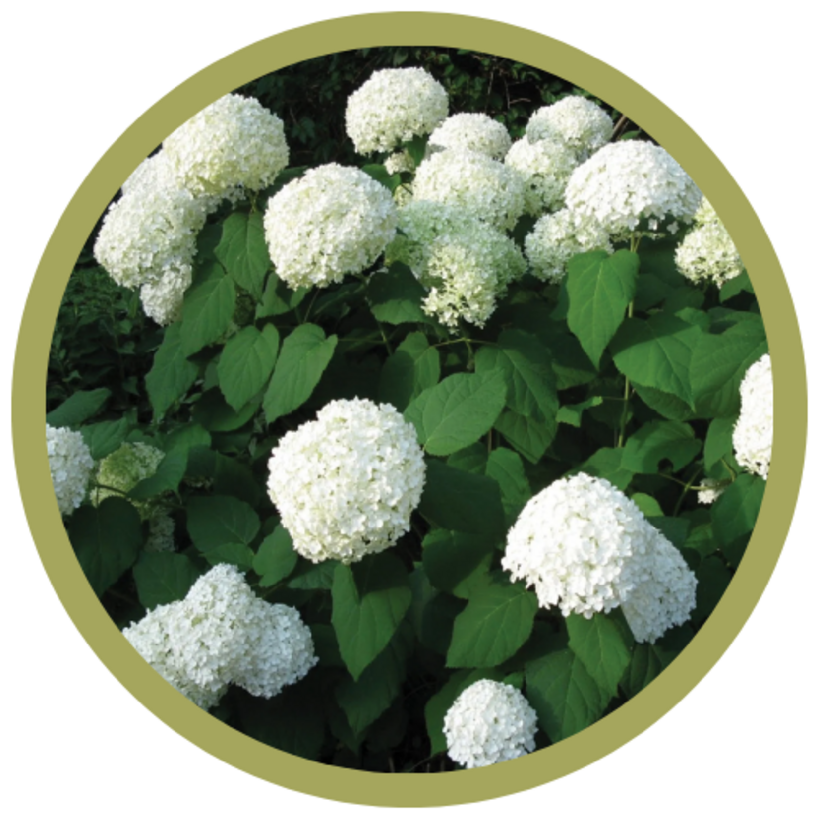 Hydrangea arborescens 'Annabelle'