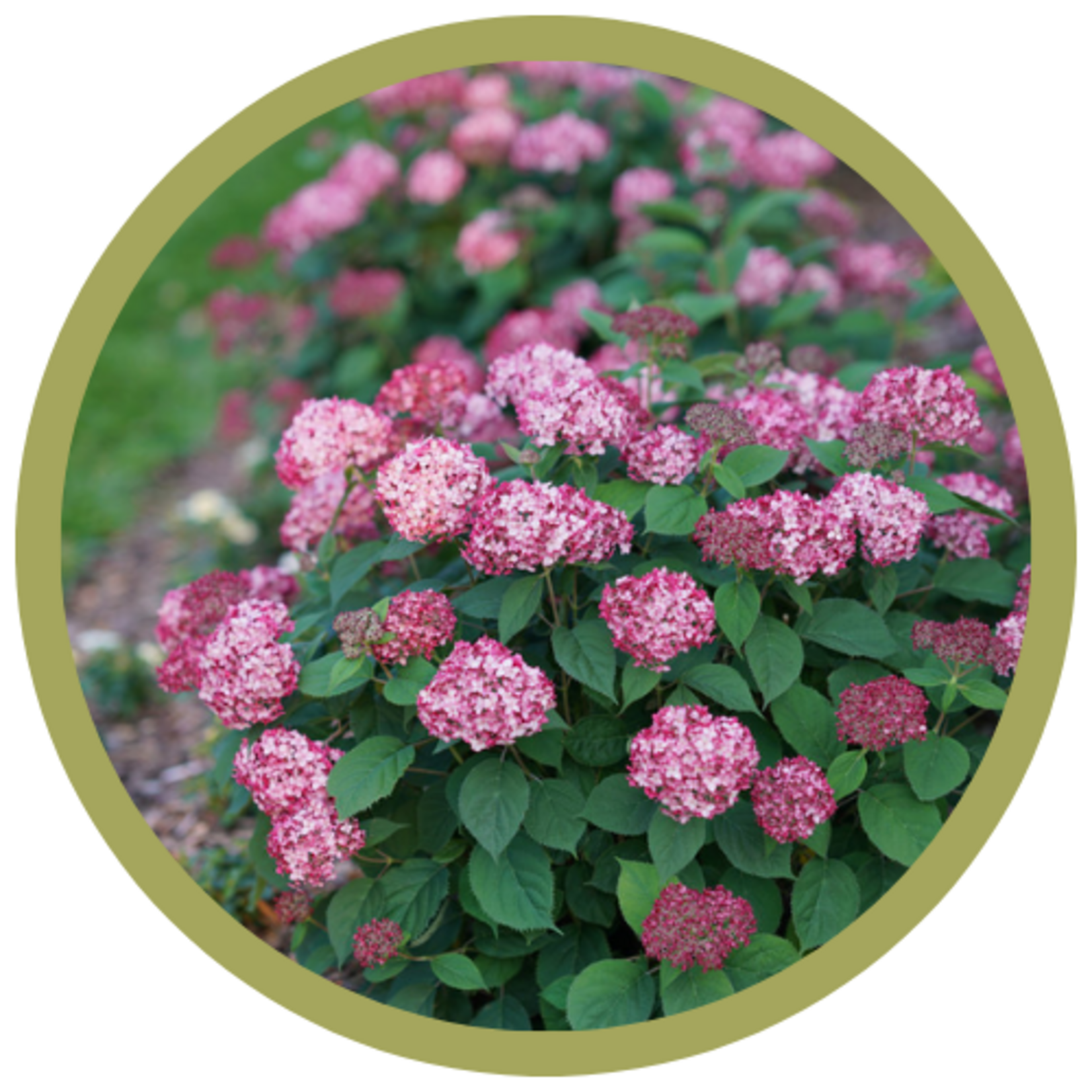 Hydrangea arborescens 'NCHA3' 'Invincibelle' Ruby
